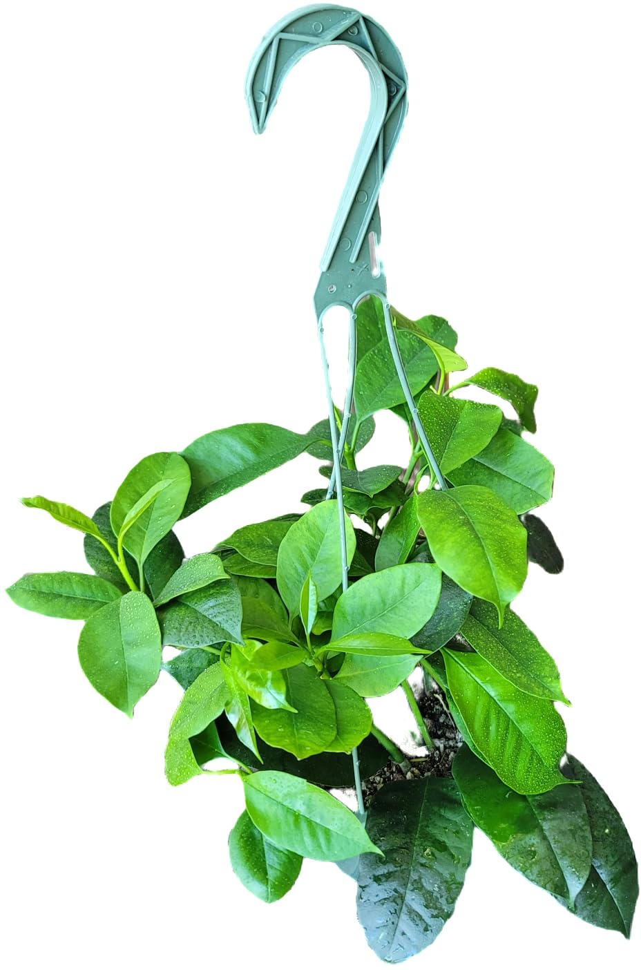 Hoya Shooting Star - Hoya Multiflora - Hoya Plants Live Houseplants - Stunning Shooting Star-Shaped Blooms - Air Purifying Tropical Vine - CA Seller (2 Plants in 4.5" Pot)