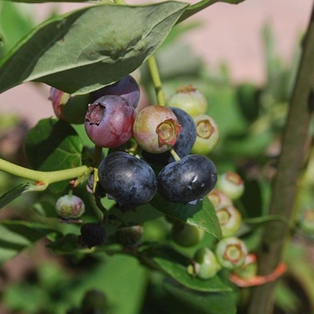Live Chandler Blueberry Bushes (4 Pack) – Northern Highbush Blueberry Bushes for Planting, Vigorous Growth, Extended Harvest Season, Suitable for Various Climates