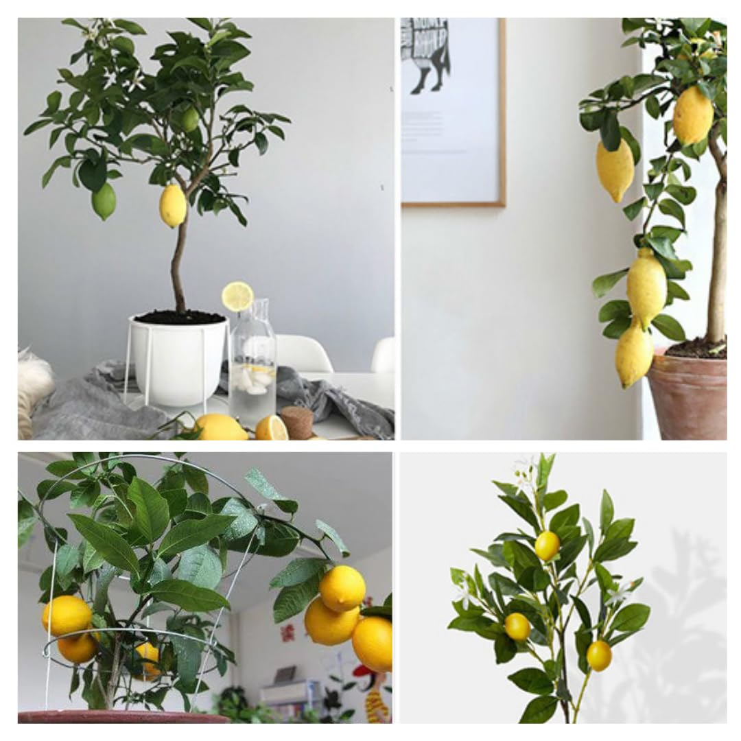 4 Months Old Meyer Lemon Tree Live Plant Seedling Potted, Starter Plant 2 to 3 Inch Tall, Tropical Fruit Outdoor Plant Zones 5-9, Yellow Lemon Lime, Very Hardy, Fragrant Citrus