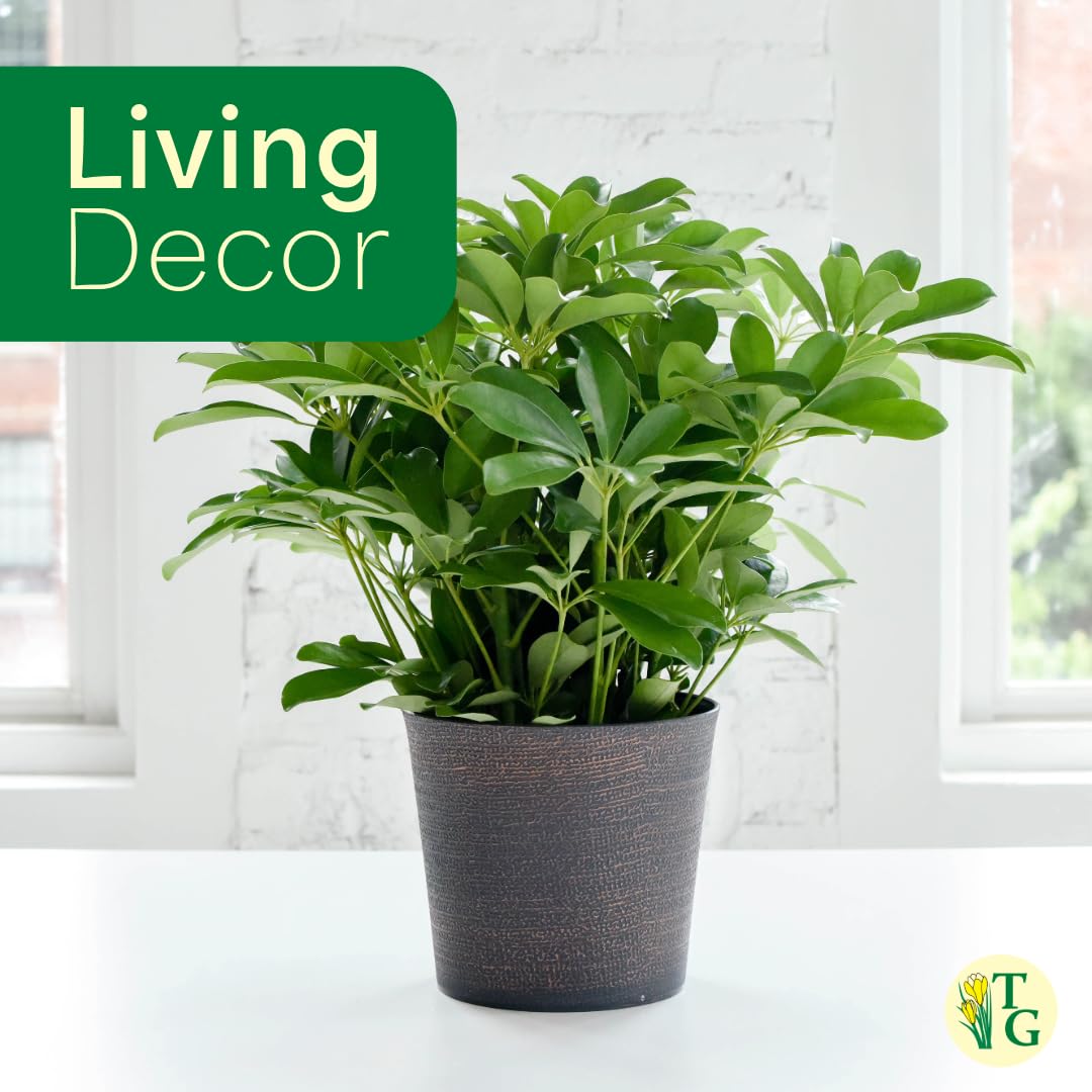 Thorsen's Greenhouse Live Arboricola Umbrella Tree Plant, Schefflera Arboricola, Natural Air Purifier, Easy to Grow, Live Indoor Houseplant, 6-inch Diameter (Navy (6" Pot))