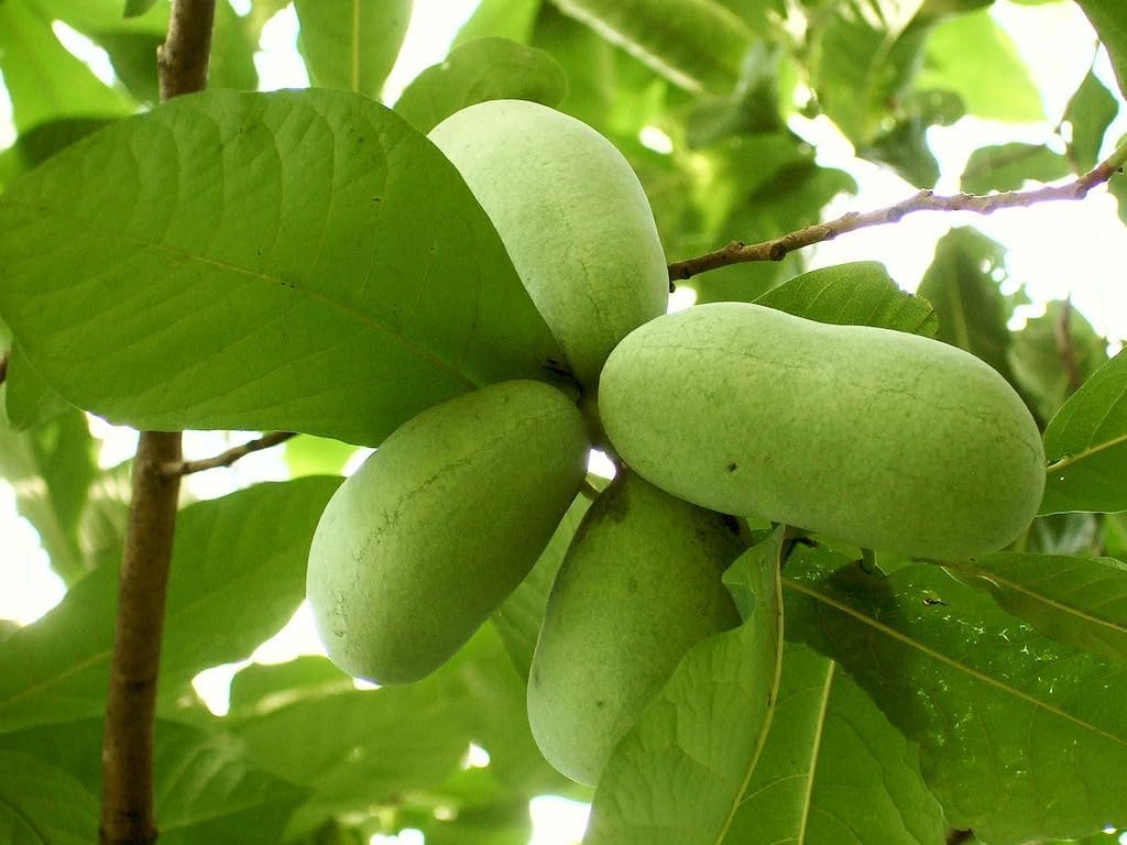 Paw Paw Tree Seeds – Asimina Triloba North American Custard Apple (Banana Papaw, Banango, Mango) – Moist Seeds for 2025 Planting – Perennial USA Native Fruit Trees – 15 Seeds