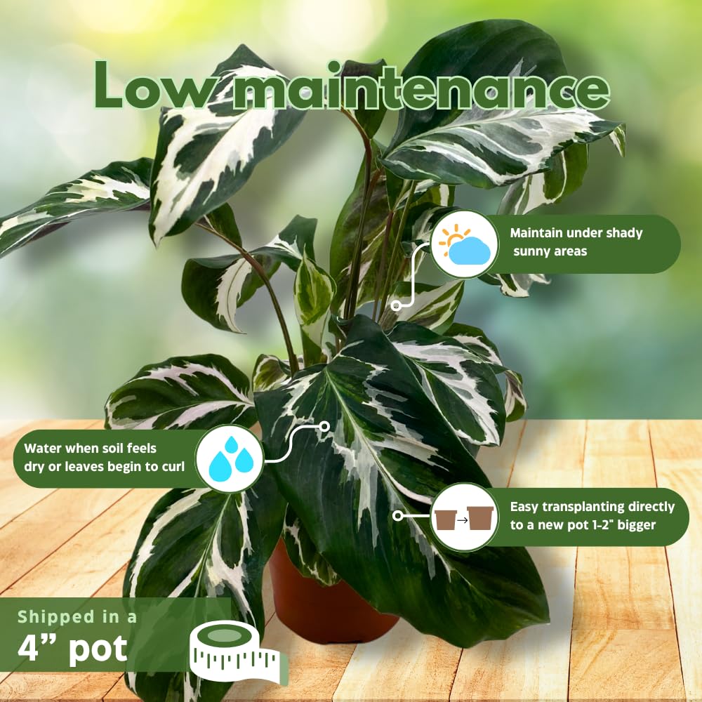 BubbleBlooms Calathea Stella in a 4 inch Pot Rare Variegated Prayer Plant, Cathedral Plant, Green and White