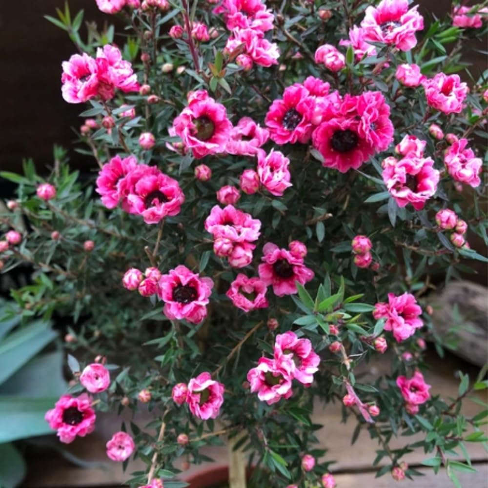 Manuka Tea Tree Plant, Pink Leptospermum Tree Live Plant, 4 to 7 Inc Long, Bush Plants for Growing