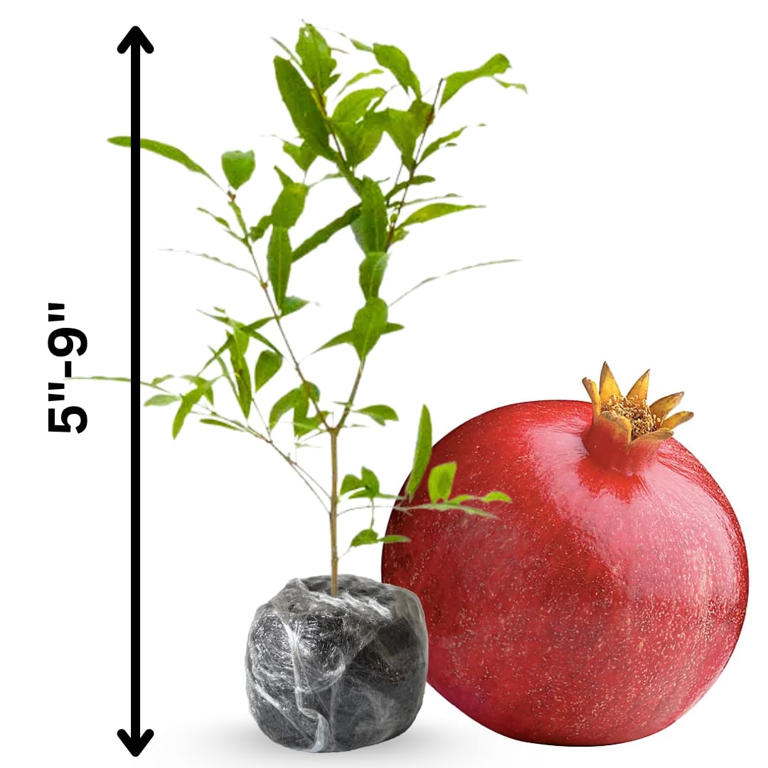 2 Red Pomegranate Trees Live Plants, Well-Rooted, 5-9 Inches Tall, Large Sweet Fruit for Your Garden
