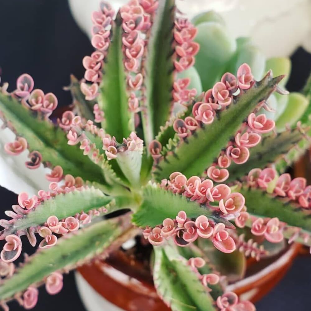 Kalanchoe Pink Butterfly Plant Live, Pink Kalanchoe Plant Live in 2 Inches Pot, Variegated Mother of Thousands Succulent Houseplant