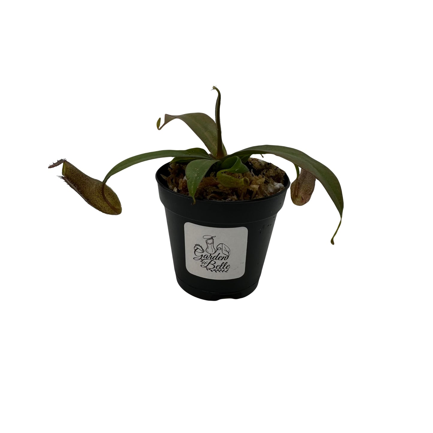 Nepenthes 'Rebecca Soper' Tropical Carnivorous Pitcher Plant