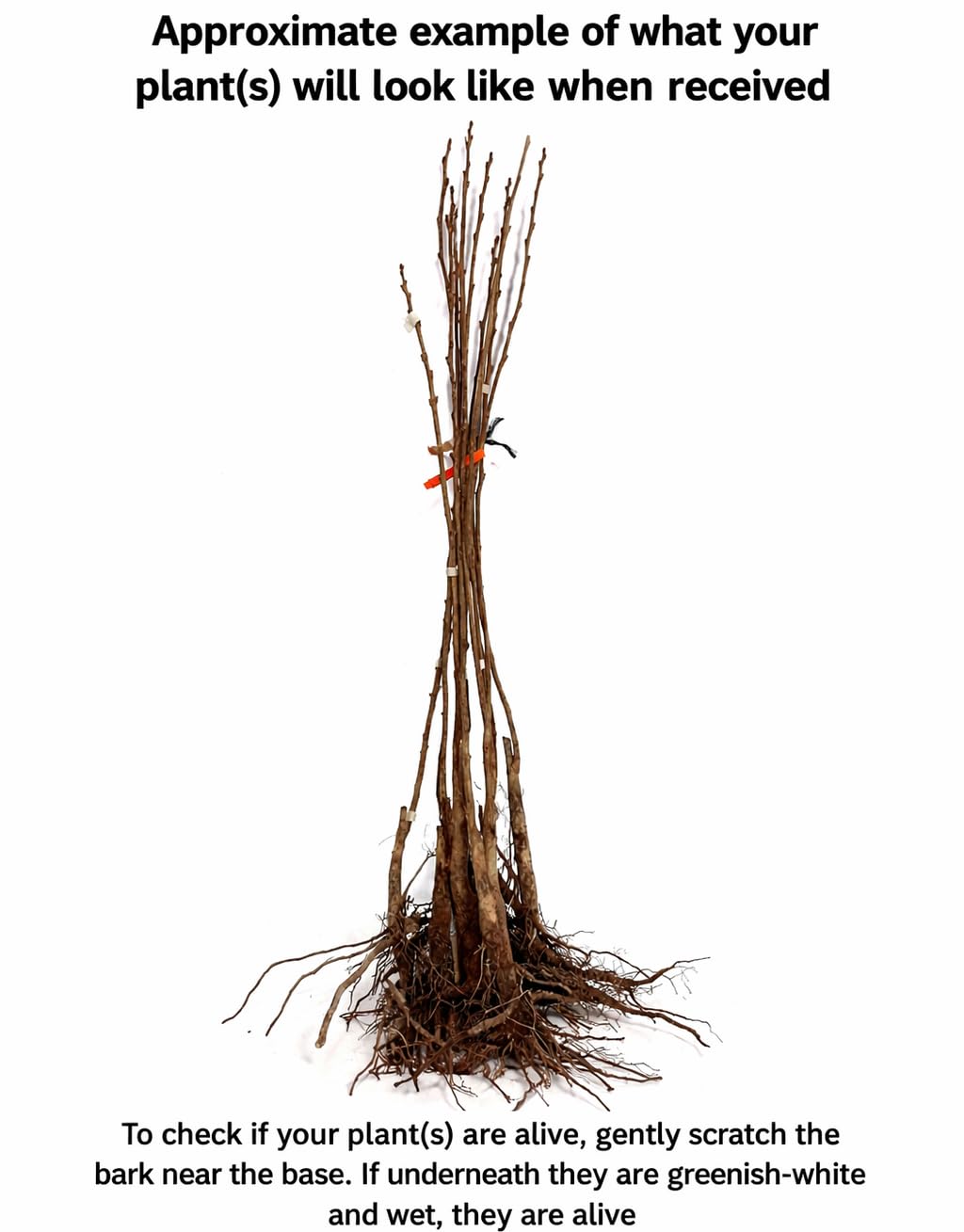 Northern Red Oak Tree - 30" Tall Live Plant - Fast Growing Shade Tree - Quercus rubra