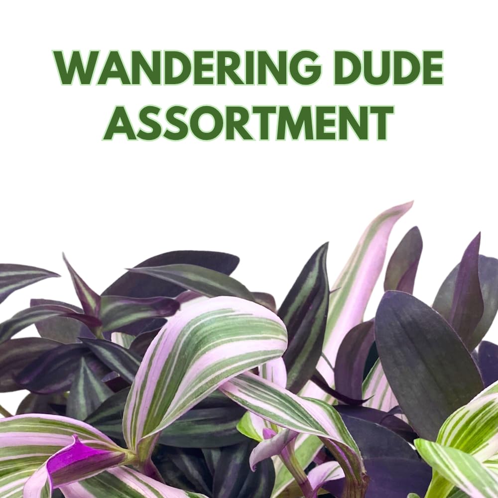 BubbleBlooms Wandering Dude Assortment Tradescantia Variety Set of 2 in 4 inch pots