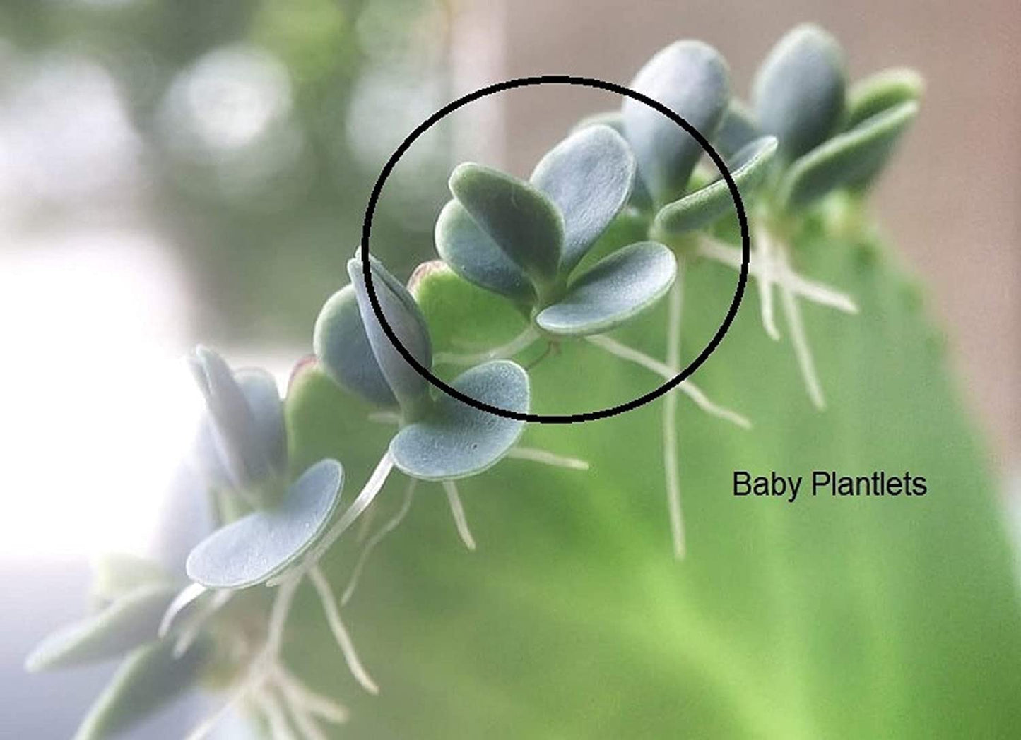 3-4 Inch Tall Mother of Thousands Plant with Plantlets on The Leaves - Tall Kalanchoe daigremontiana - Mexican Hat Plant Succulent (2 Plants)
