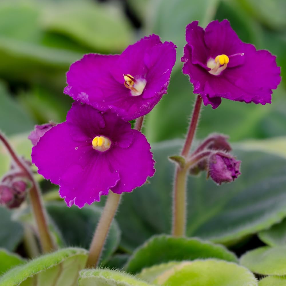 Red Purple African Violet Live Plant Houseplants, African Violet Flowering Plants Perennial, 4 Inch Pot
