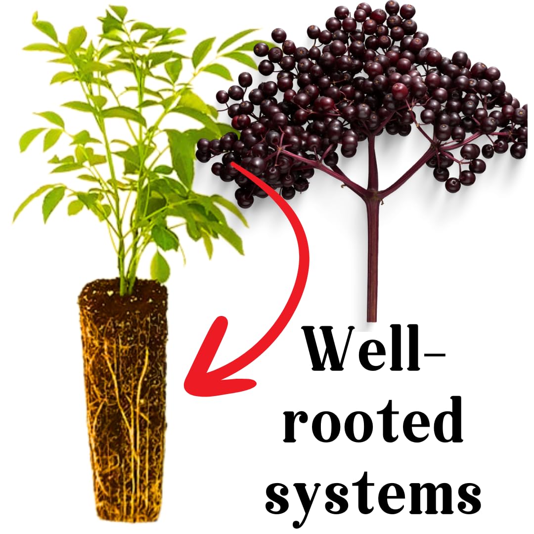 Hardy Black American Elderberry Bushs Live Plants, 1-2 Feet Sweet Elderberry Plants Fruit Trees for Outdoor Planting