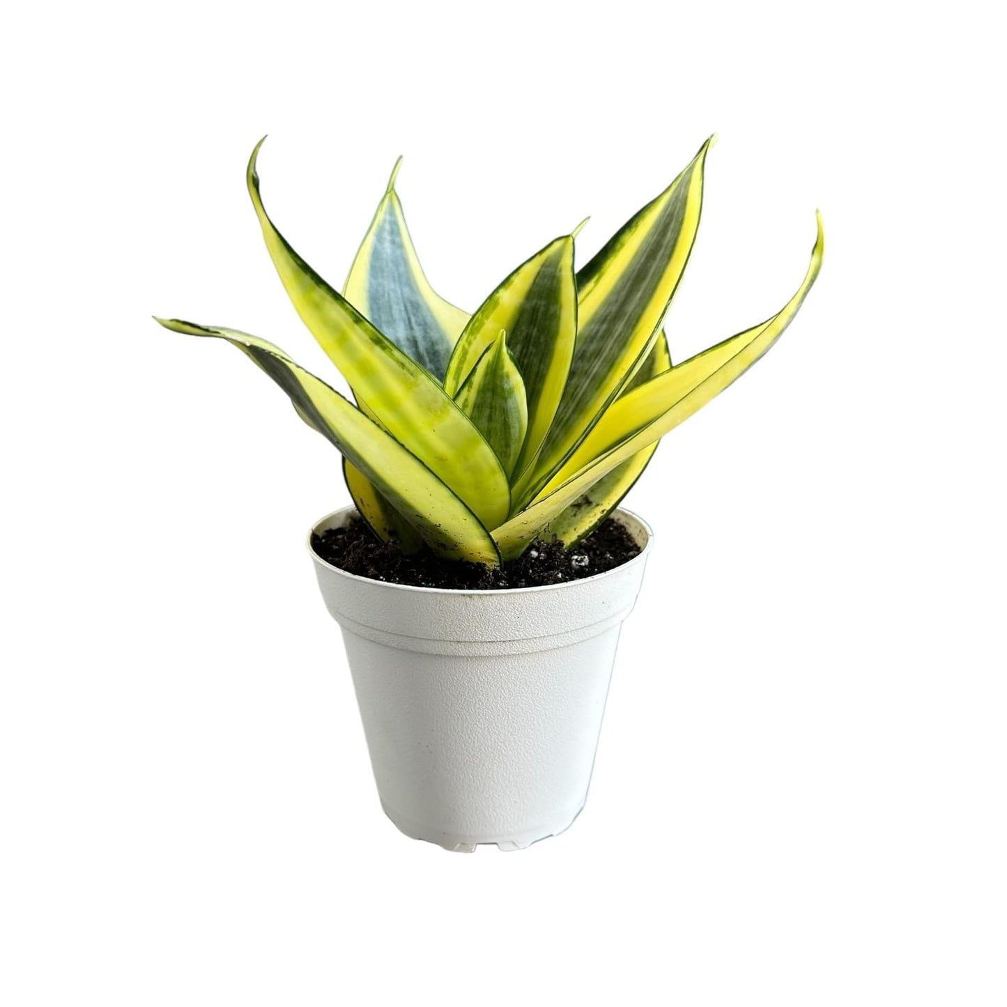 Hopewind Plants Shop Snake Plant, Sansevieria, Live Indoor Plant, Easy Care, Air Purifying Plant, 4 inch Pot (Gold Star)