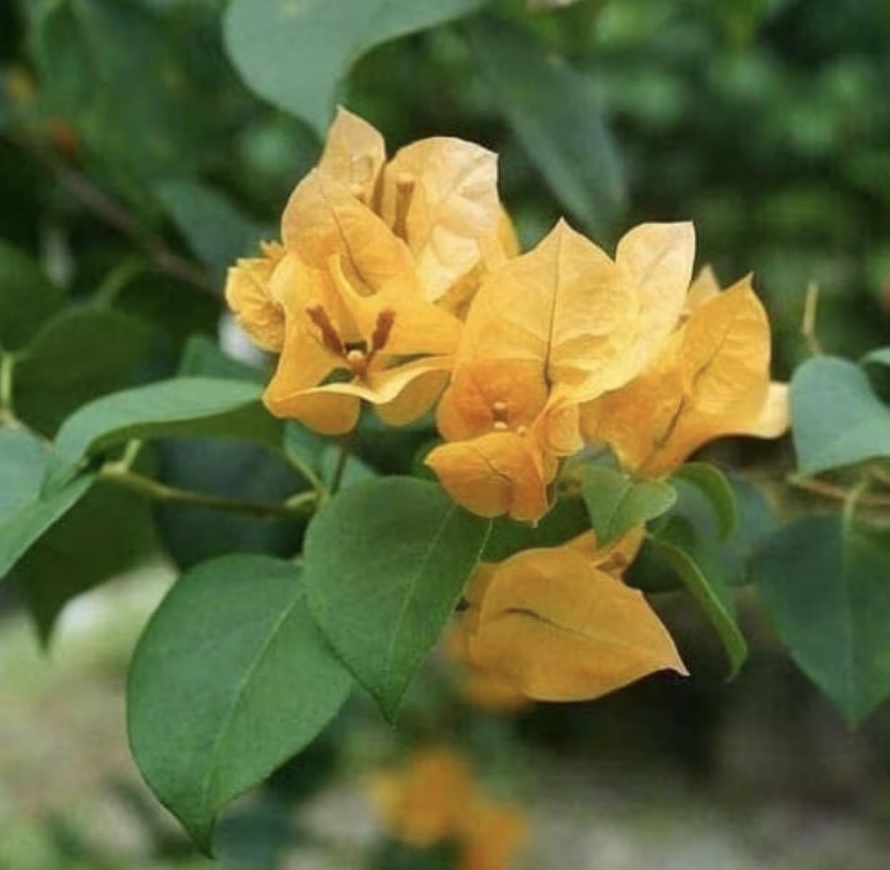 Yellow Bougainvillea Live Plants - 2 (Two) California Gold Bougainvillea 4 to 6 Inches Starter Plants - Live Bougainvillea Plants - Live Flower Plants