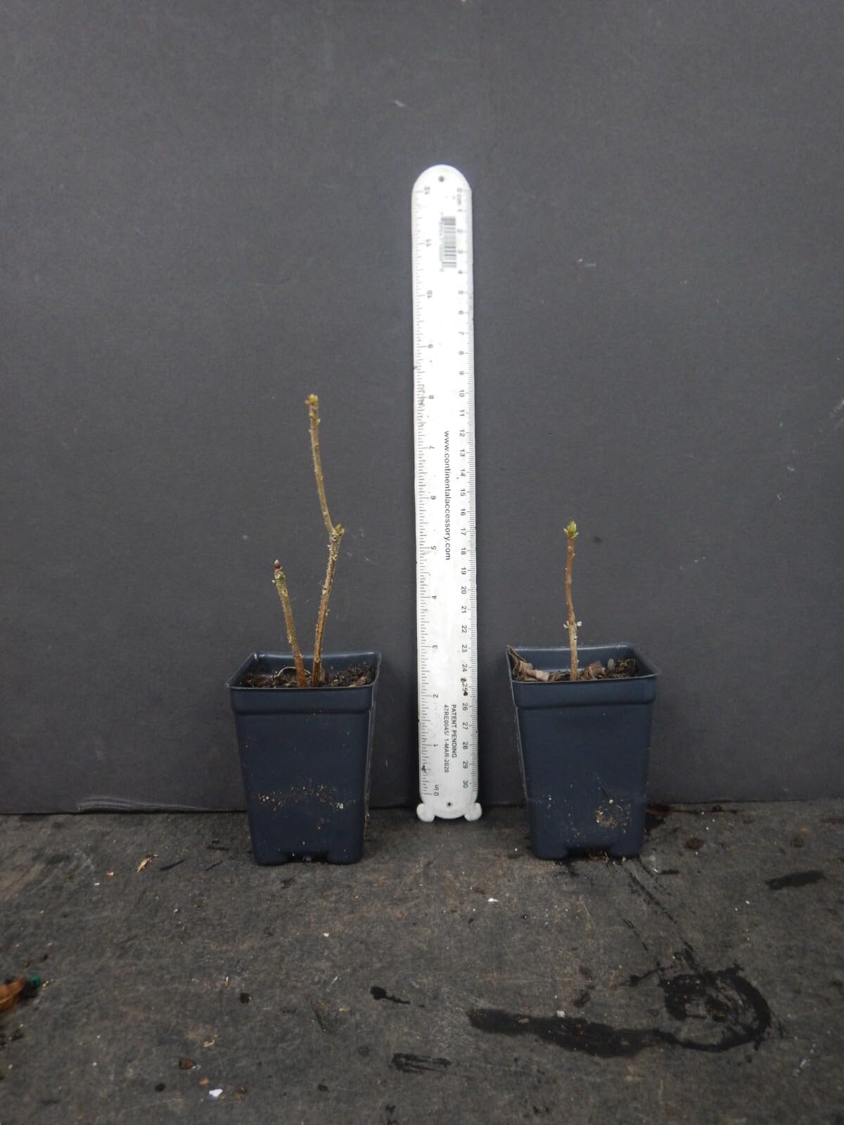 Live Plant - Canary Islesaromi Azalea Rhododendron Deciduous Small Starter Plant