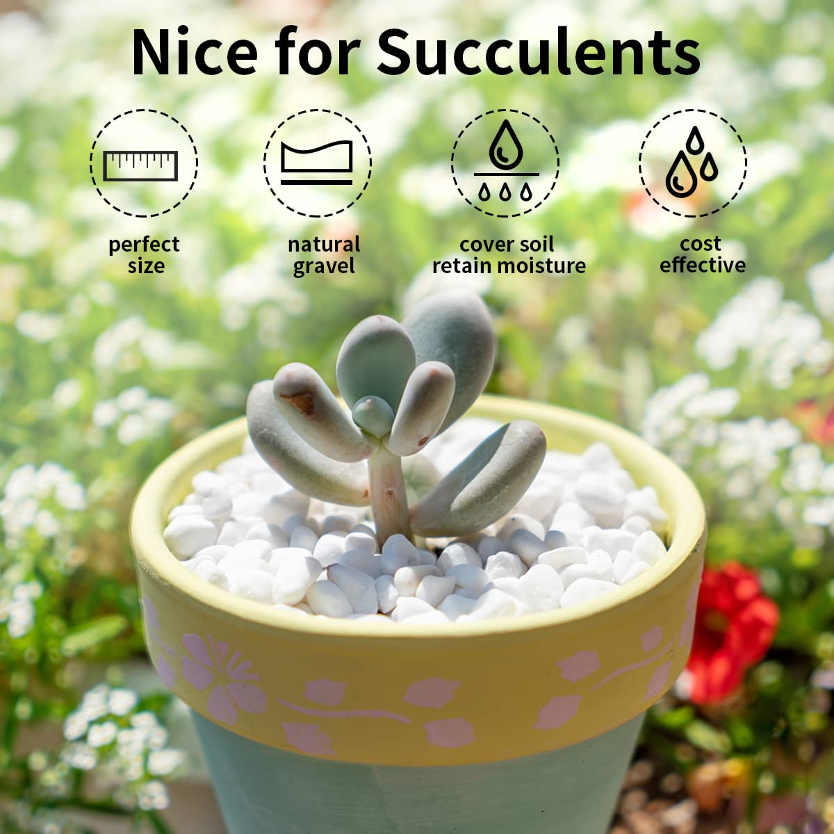 FANTIAN 5lbs Natural White Pea Gravel Pebbles for Succulent Cactus, 3/8 Inch White Rocks for Plants Indoor, Vase Fillers, Bowl, Landscaping and Outdoor Garden Decorative White Stones