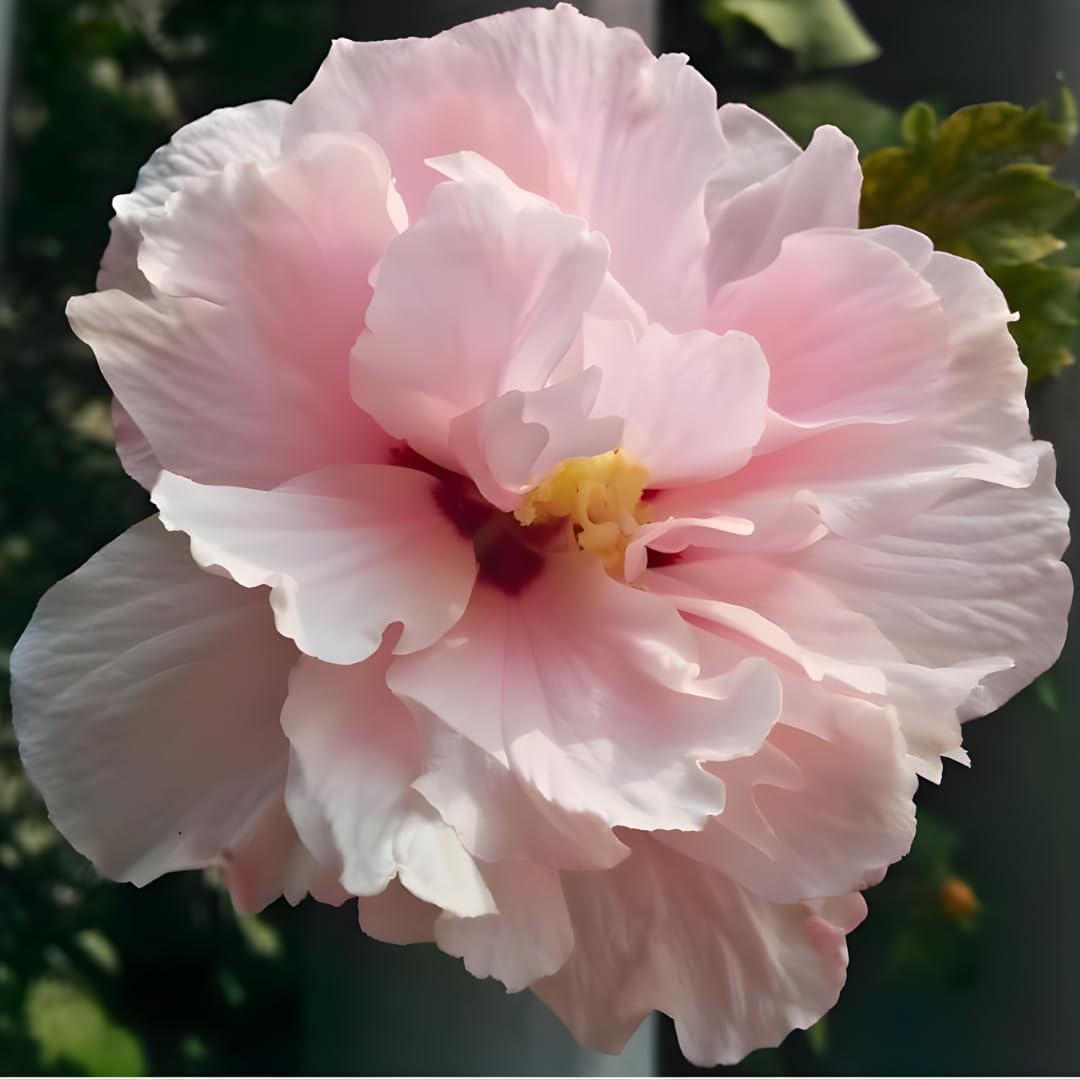 2 Rose of Sharon Tree Live Plant - Pink Althea, 1–2 Feet Tall Pink Hibiscus Syriacus, Flowering Shrubs for Outdoor Planting and Garden Beds, Dormant Plant