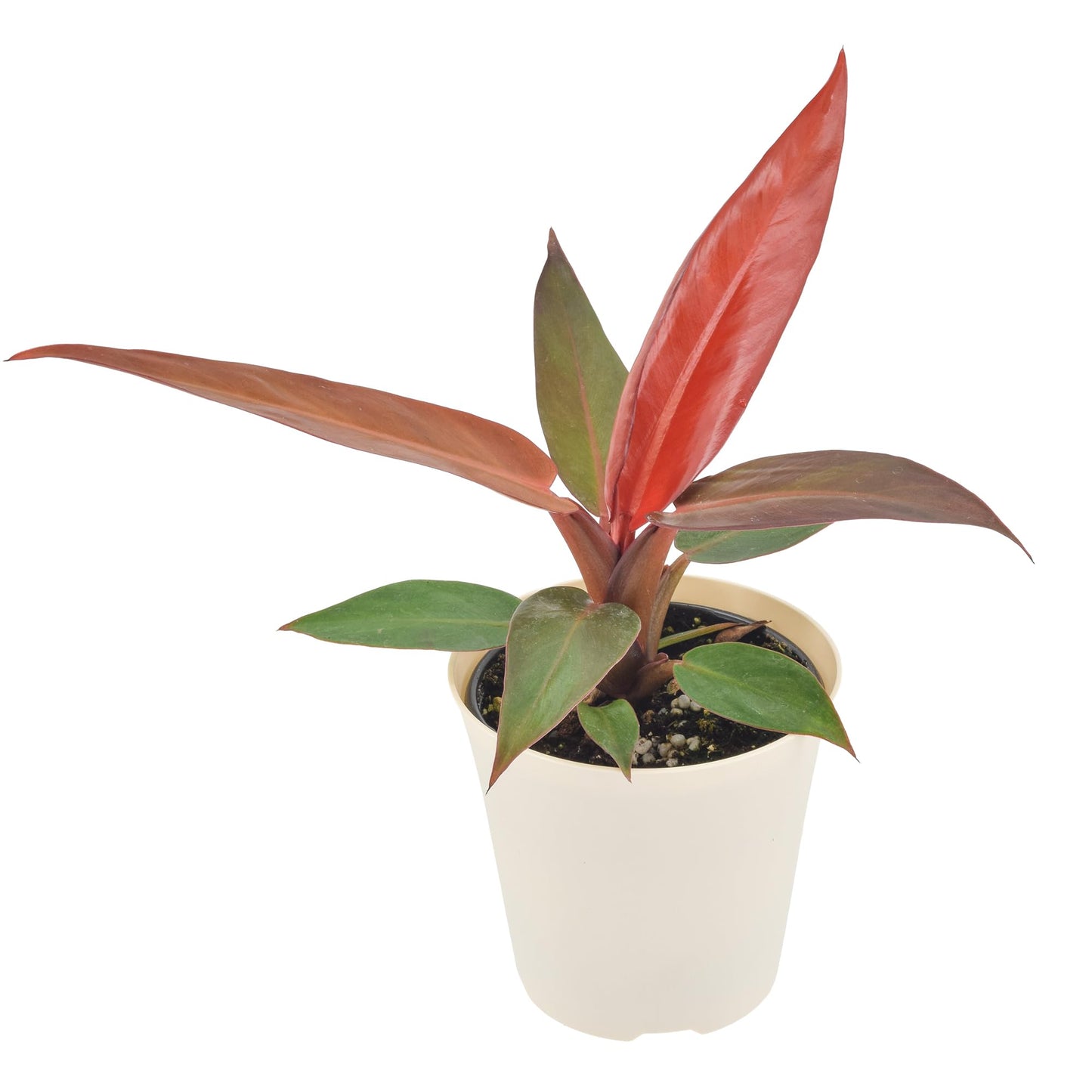 Arcadia Garden Products Live Sun Red Philodendron Rare Indoor Houseplant in Plastic Pot, Tropical Plant Collector Gift for Home and Garden Decor, 4-inch, Beige