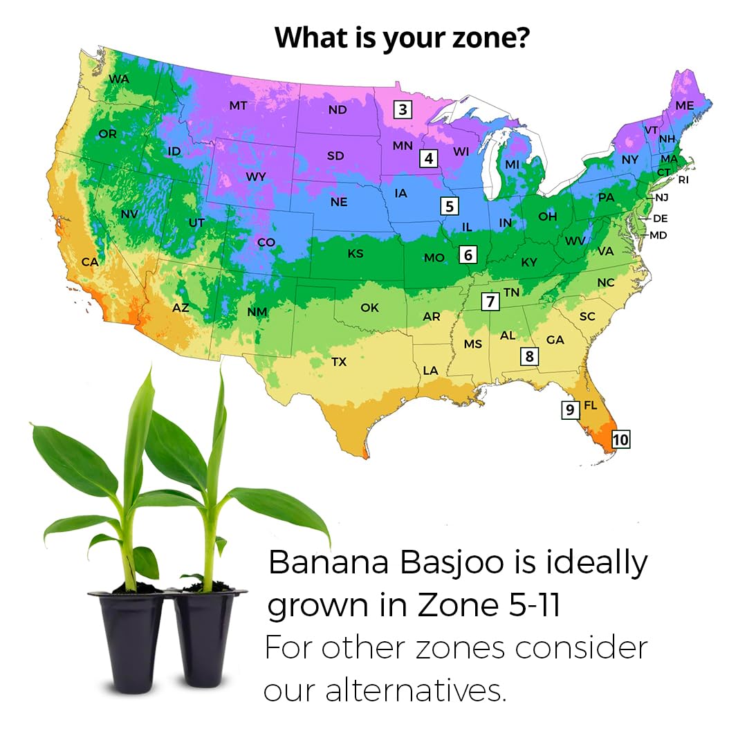 Banana Basjoo Plants (4 Pack) – Live Cold Hardy Banana Plants for Planting, Fast-Growing Ornamental Musa for Garden or Pots, Tropical Foliage, Thrives in Zones 5–11