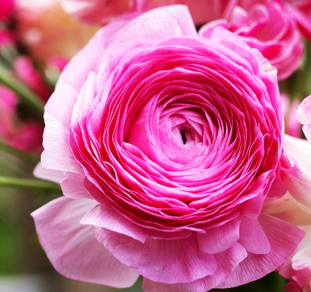 Mixed Peony Ranunculus Bulbs- Persian Buttercup -10 Corms Bulbs Flowering Blooms Perennial Bulbous Root Garden Plant (Pink)
