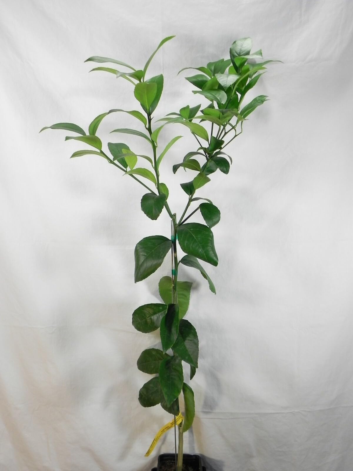 Live Plant - Improved Meyer Lemon Tree - Semi-Dwarf - 18-36" Tall Live Citrus Plant - Potted
