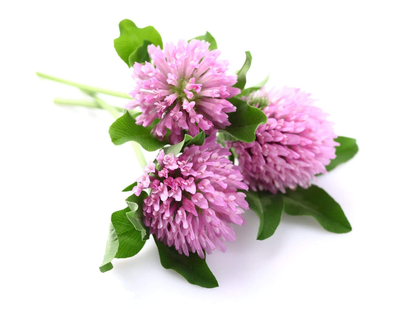 Todd's Seeds Red Clover Seeds, Non-GMO, Chemical Free, High Germination (One Pound)