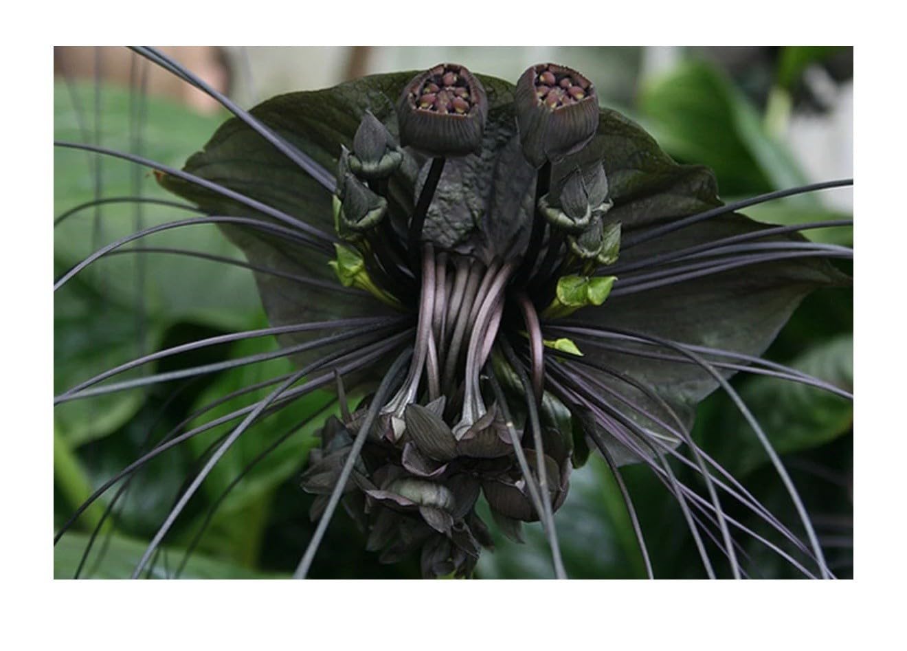 Live Plant - Black Bat Flower-Tacca Chantrieri-Aka Black Lily-Small Rooted Starter Plant