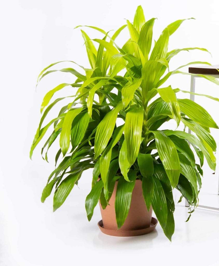 Dracaena Lime Light - Live Plant in an 10 Inch Growers Pot - Dracaena Fragrans 'Limelight' - Beautiful Indoor Air Purifying Houseplant