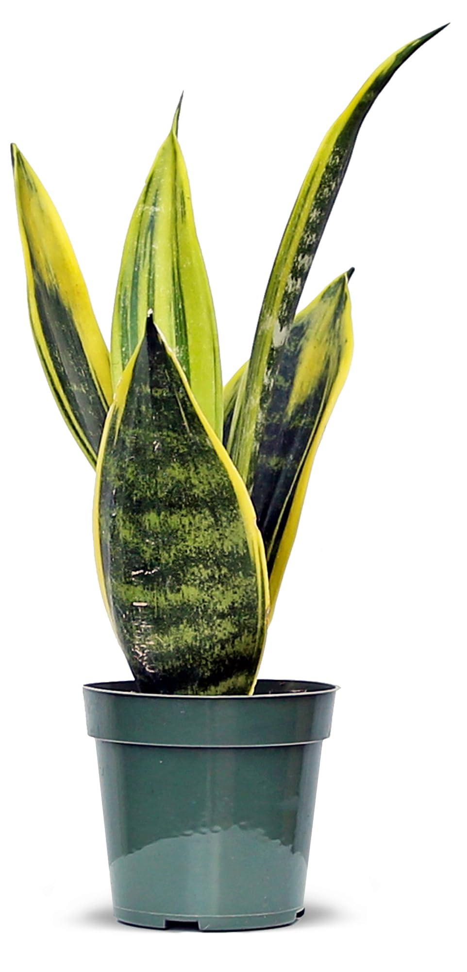 Live Snake Plant, Sansevieria Golden Flame, Mother's Day Gift, Plant Lover Gift, Housewarming Gift, Fully Rooted Houseplant, Variegated Plant, Co-Worker Gift, Birthday Gift in 4" Pot