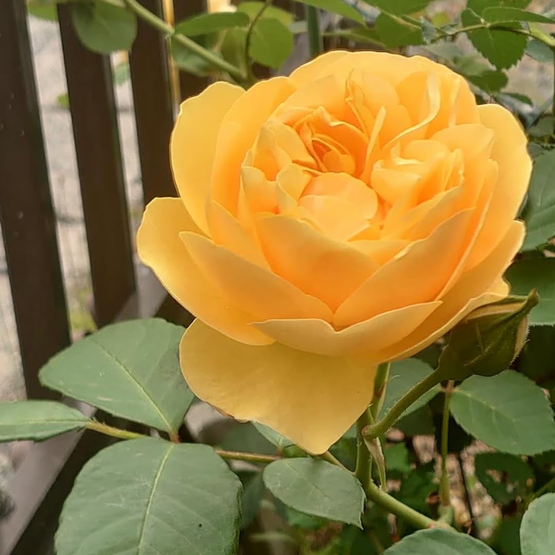 Fragrant Climbing Rose Live Plant, Well Rooted 5-9" Tall, No Leaf, Indoor Outdoor Climber, Rose Bush, Hybrid Tea Rose Like (Yellow)