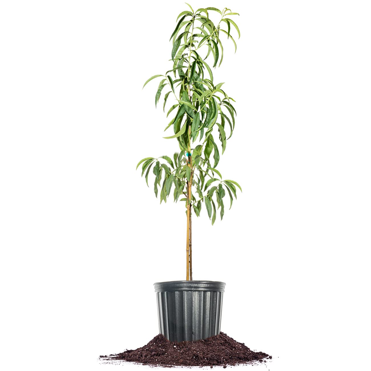 PERFECT PLANTS Early Elberta Peach Tree 4-5 Feet | Live Fruit Tree for Outdoor Planting | Sweet & Healthy Fruit | Spring Blooming Flowers Mature to Ripe Fruits in Summer
