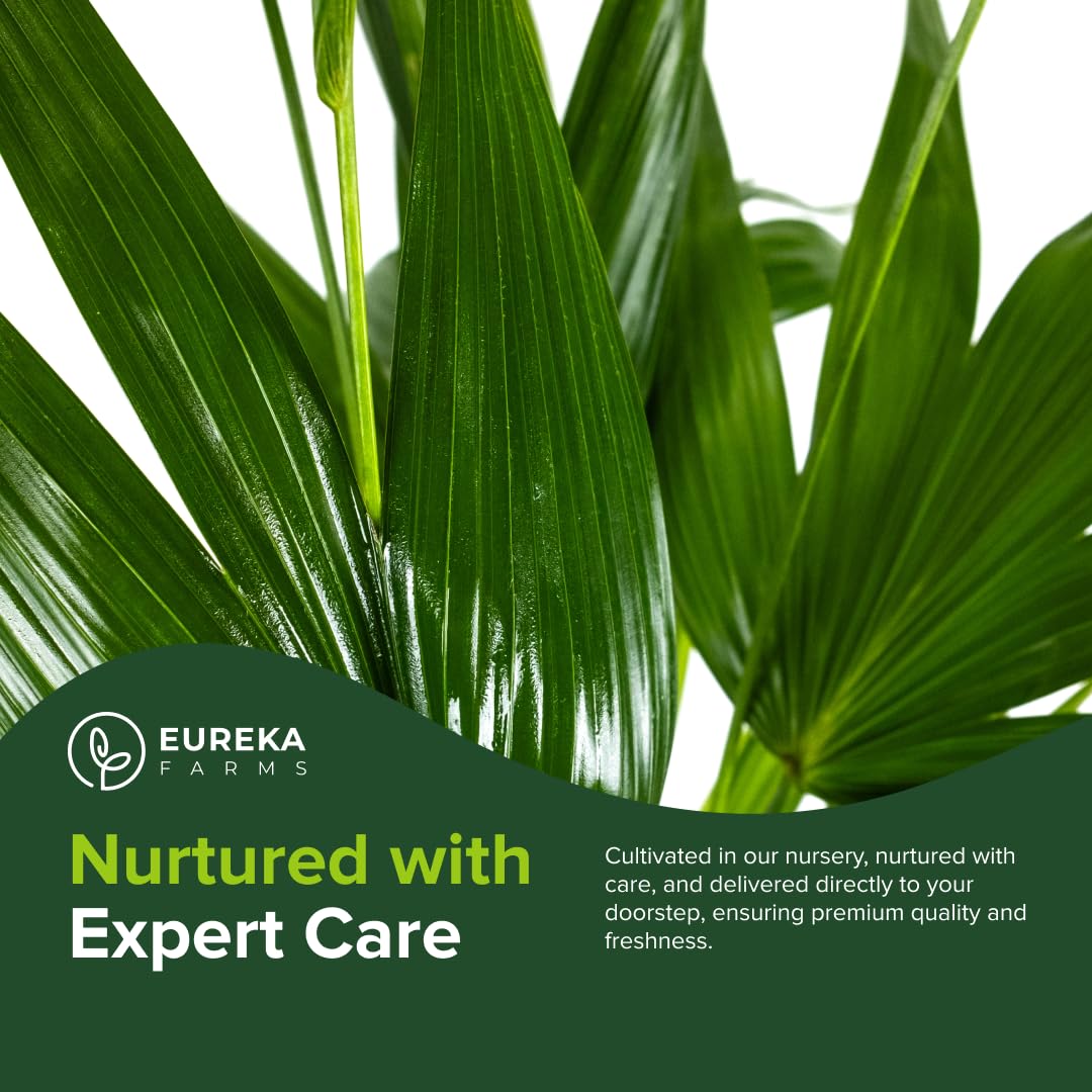 Chinese Fan Palm Tree, Livistona chinensis - Tropical Indoor/Outdoor Live Tree, Exotic Houseplant with Large Fan-Like Leaves, Low Maintenance Garden and Patio Accent (2gal Pot; 35-42in)