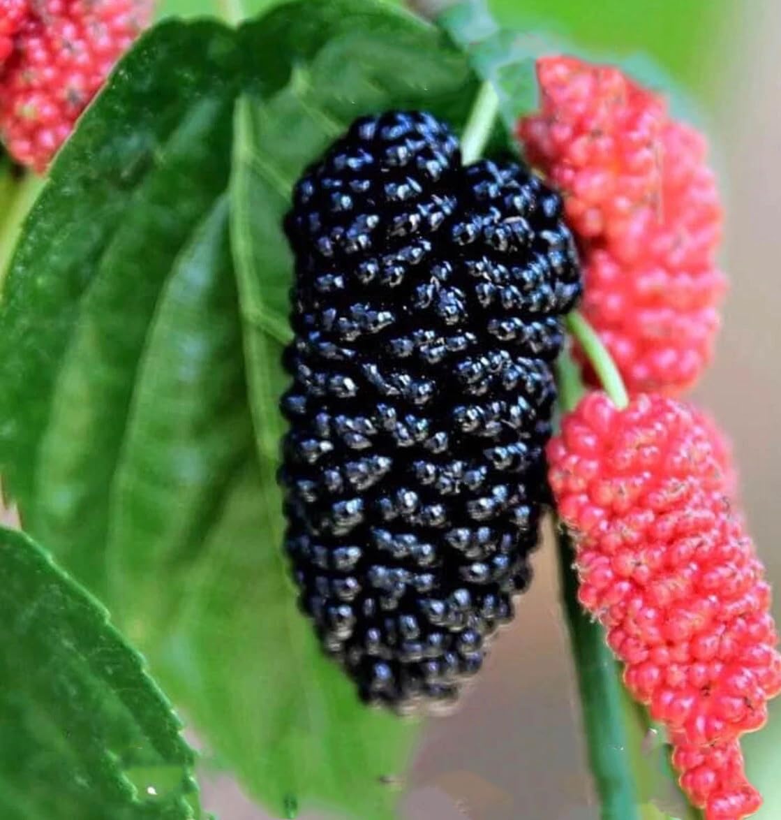 Live Plant - Mulberry Tree - 'Dwarf Everbearing' - Morus nigra 2 Plants Edible Fruit !