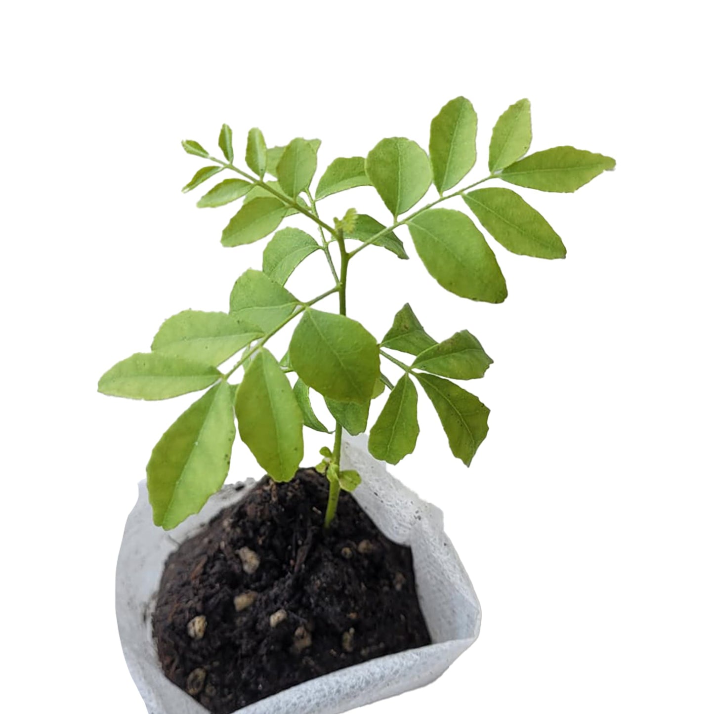 Curry Leaf Plant. Live Plant. Fragrant, Beautiful, Edible. Easy Grow. Indian Cooking Must Have. Murraya Koenigii. (1 Sac)