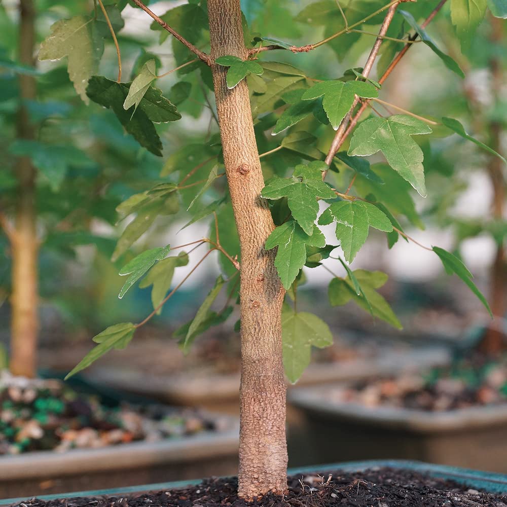 Brussel's Bonsai - Live Trident Maple Bonsai Tree in Decorative Container, Outdoor Bonsai Tree Live Plant, 5 Years Old, 8-12 Inches Tall, Easy Care Bonsai for Patio Garden (Medium)