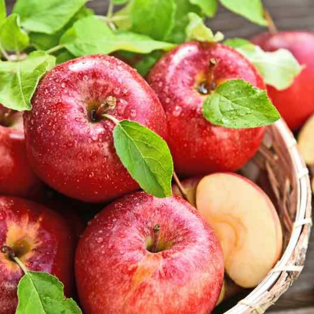 Gala Apple Tree Live Plant, Apple Plant Live for Planting, 2-3 Feet Tall, Bareroot Dormant, Live Apple Tree Plant Live, Sweet Apple Fruit Tree Ready to Grow Your Garden