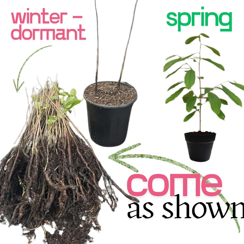 American Pawpaw Tree Live Plant, 1 Year Old Seedling Bare Root, Hardy Asimina Triloba Paw Paw Plant, 6 to 15 Inc Tall
