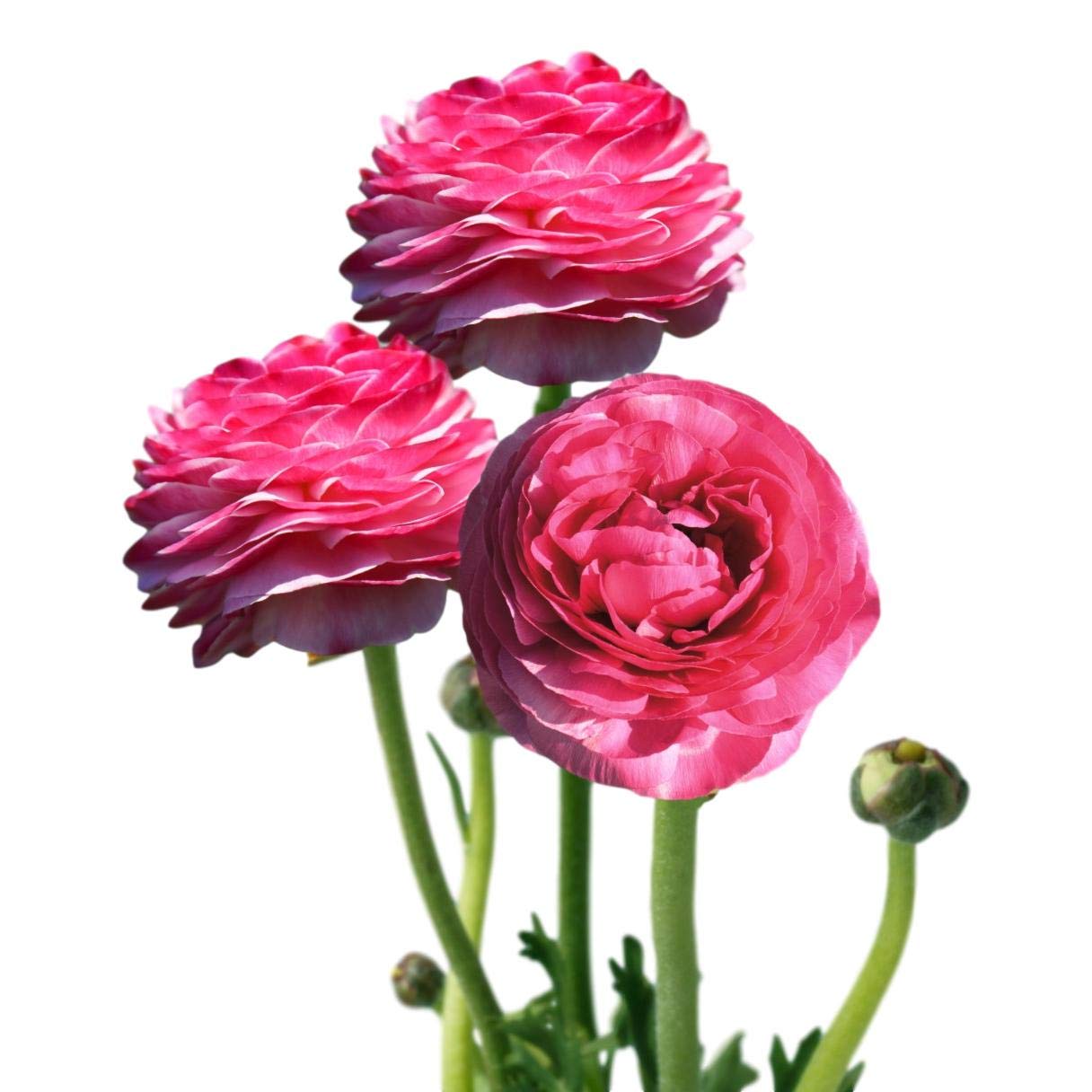Easy to Grow Ranunculus Tecolote Pink 10 Flower Bulbs - Spring Pink Blooms in Sun, Carlsbad Flower Fields, Great for Cutting
