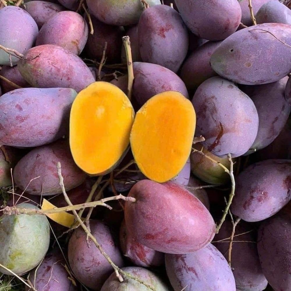 Tommy Atkins Mango Tree 2-3 Gal Pot, Grafted Mango Plant for Backyard Garden Patio, Live Tropical Fruit Tree