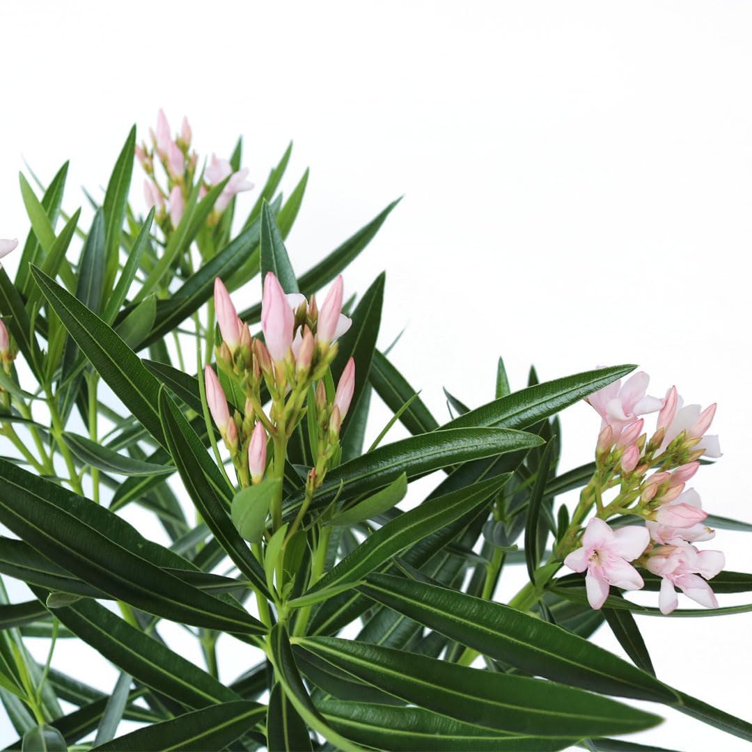 American Plant Exchange Oleander 'Petite Pink' – 10-Inch Pot – Live Flowering Shrub with Soft Pink Blooms, Drought-Tolerant Outdoor Plant for Patios, Gardens, Borders & Landscape Hedges