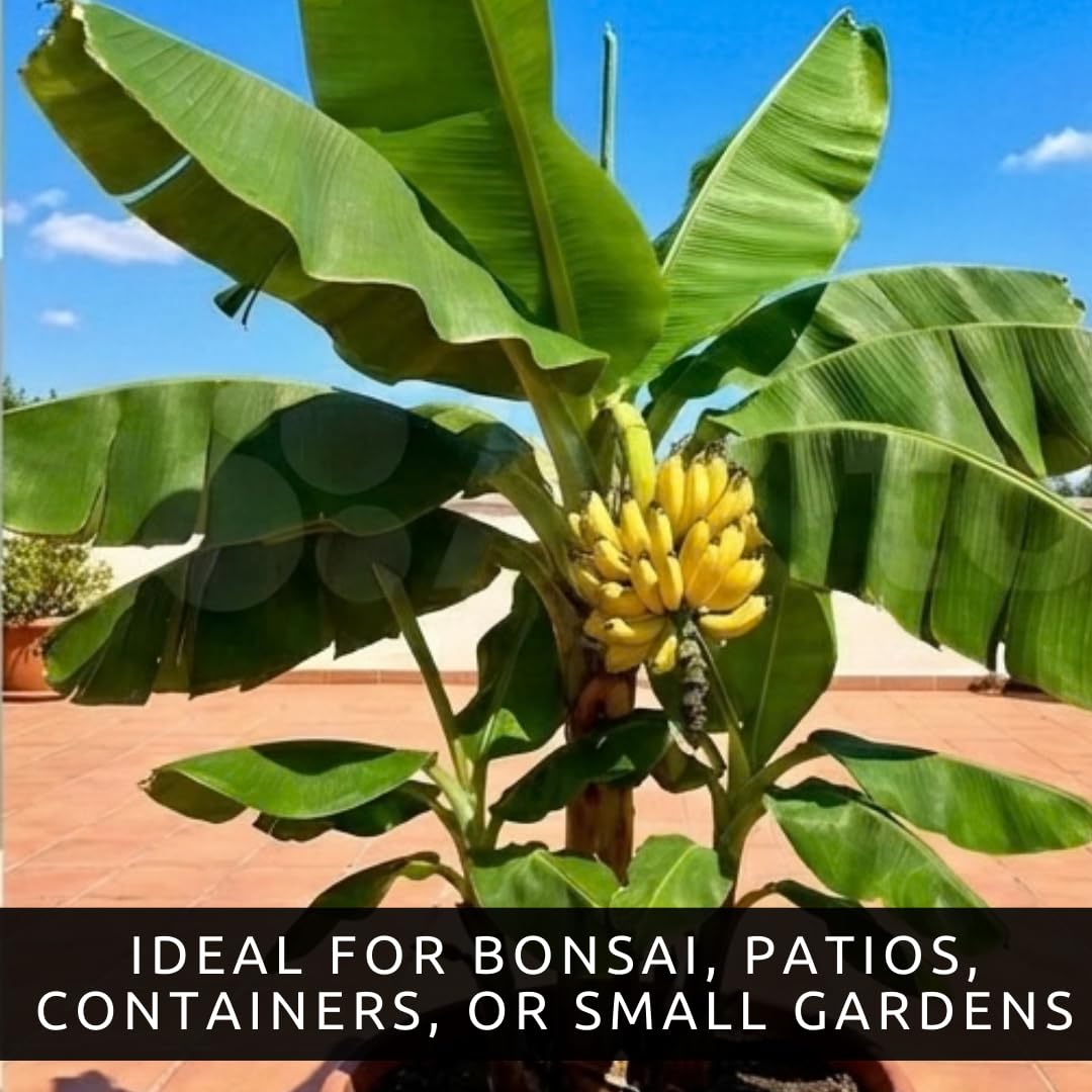 Dwarf Banana Seeds for Planting – Great for Bonsai - Non-GMO Banana Tree Seeds – Tropical Fruit Seeds for Indoor & Outdoor Growing – Grow Your Own Banana Plant (30 Seeds)