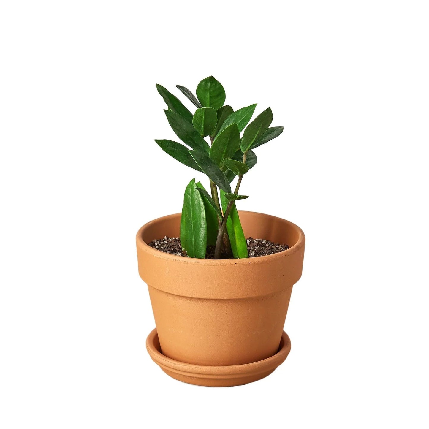 8 Pack Zamioculcas Zamiifolia ZZ in 4in Pot - Live Plants Tropical Houseplants | Variegated | USA Growers | The Snobby Leaf
