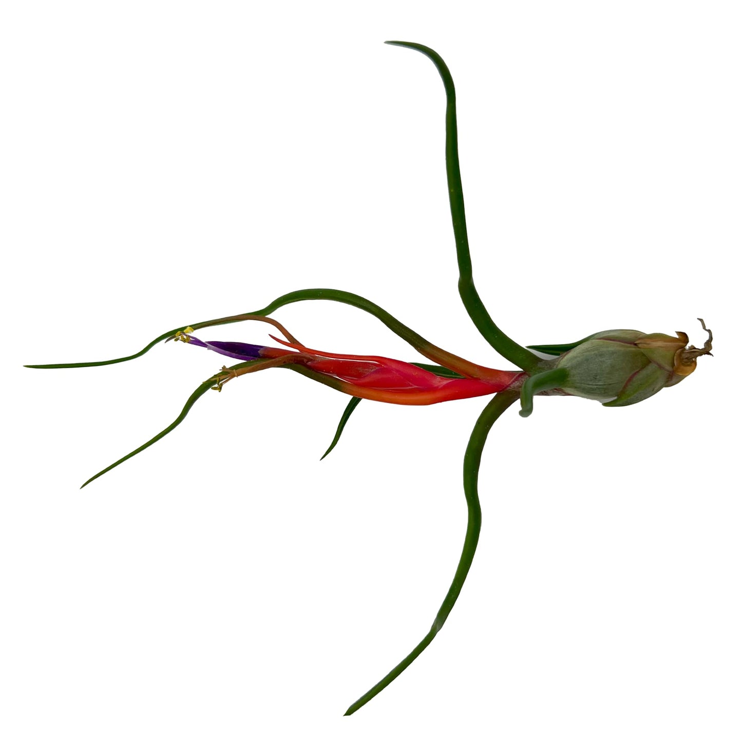 ragnaroc Air Plants - Elsker Gift Box - Large 4" - 5ct - Live Arrival Guaranteed - House Plants for Home Decor & Gift
