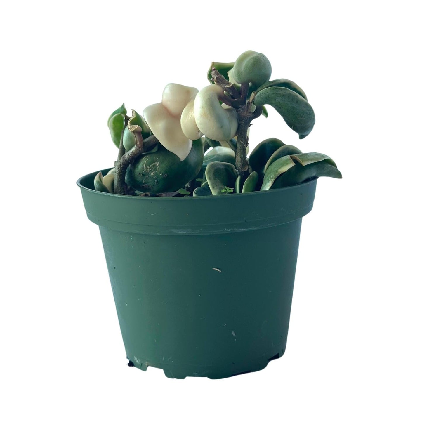 Live Plant Hoya Compacta Hindu Rope Variegated – 4” – Unique Trailing Houseplant with Twisted, Cream-Edged Foliage – Easy Care Indoor Plant (Heat Pack Included)