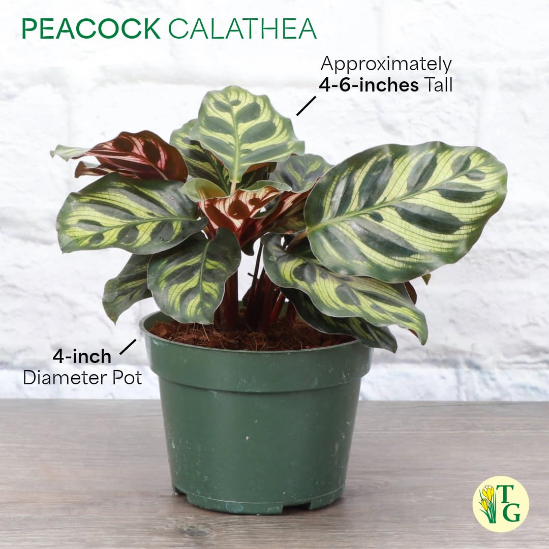 Thorsen's Greenhouse Peacock Calathea, Live Indoor Plant, Safe for Pets, Colorful Foliage, Rare Variety, Peacock Plant, 4" Diameter (Sage)