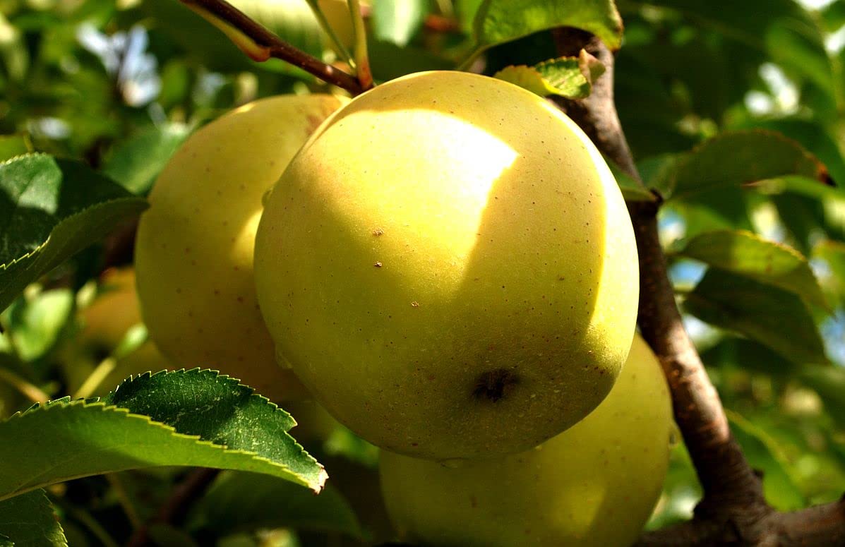 TriStar Plants - Yellow Delicious Apple, 1 Gallon Pot - Healthy Established Roots, Golden Delicious Apple, Dwarf Apple Tree, Apple Pie, Yellow Apple Name