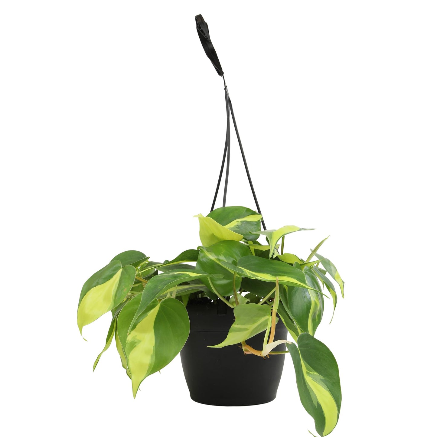 Brasil' Philodendron Plant Hanging Basket, 6" Pot, Live Philodendron Air Purifying Plants Indoor House Plants, Heart Leaf Philodendron Hanger Decor, Easy Care Real Plants by Plants for Pets
