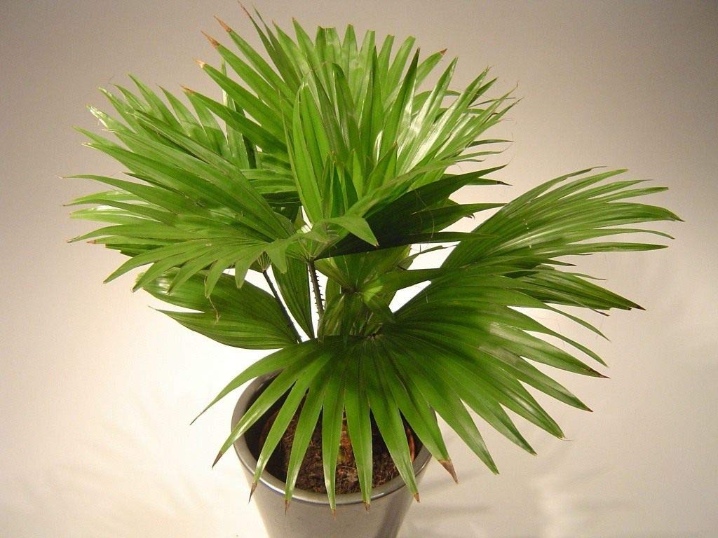 KIRA SEEDS - Seeds Chinese Fan Palm Livistona - Growing Indoor - Perennial Tree for Planting