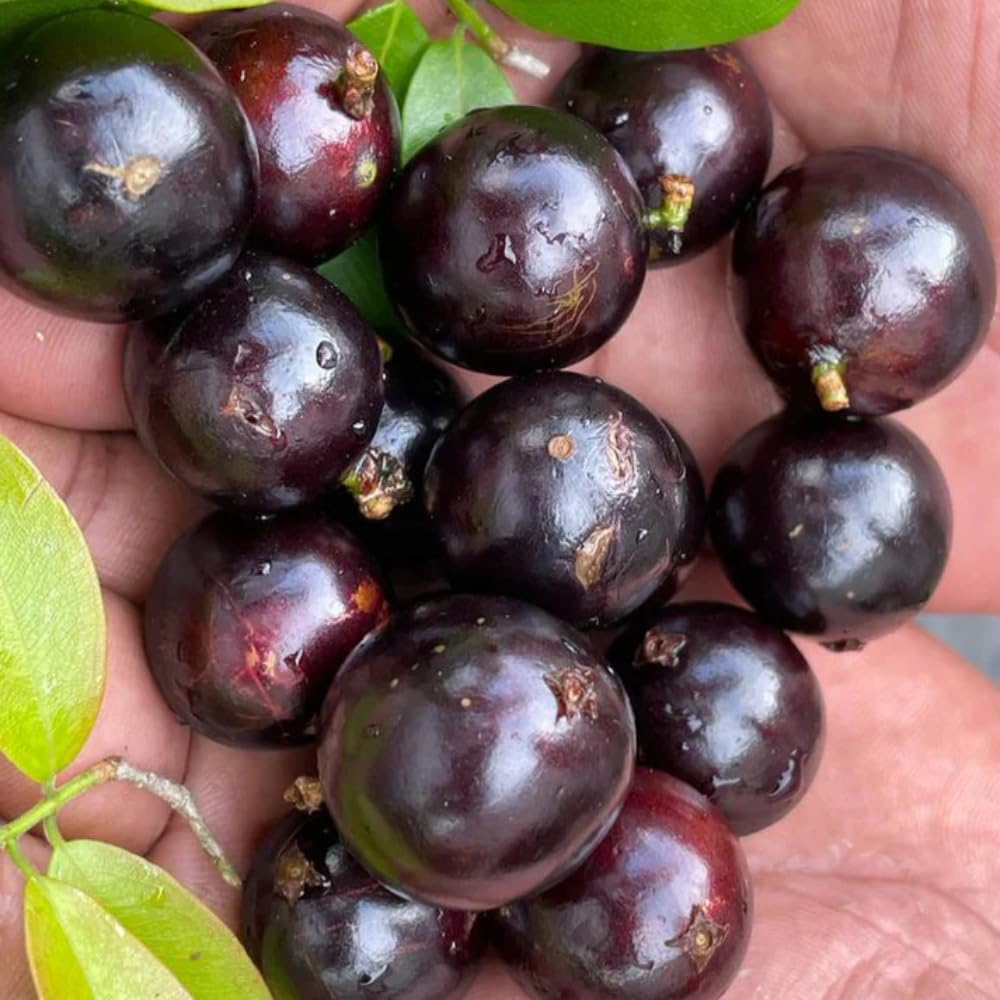 Black Jaboticaba Tree Live Plant, Jabuticaba Plant Starter 4-8 Inches, Brazilian Grape Tree for Outdoor Planting