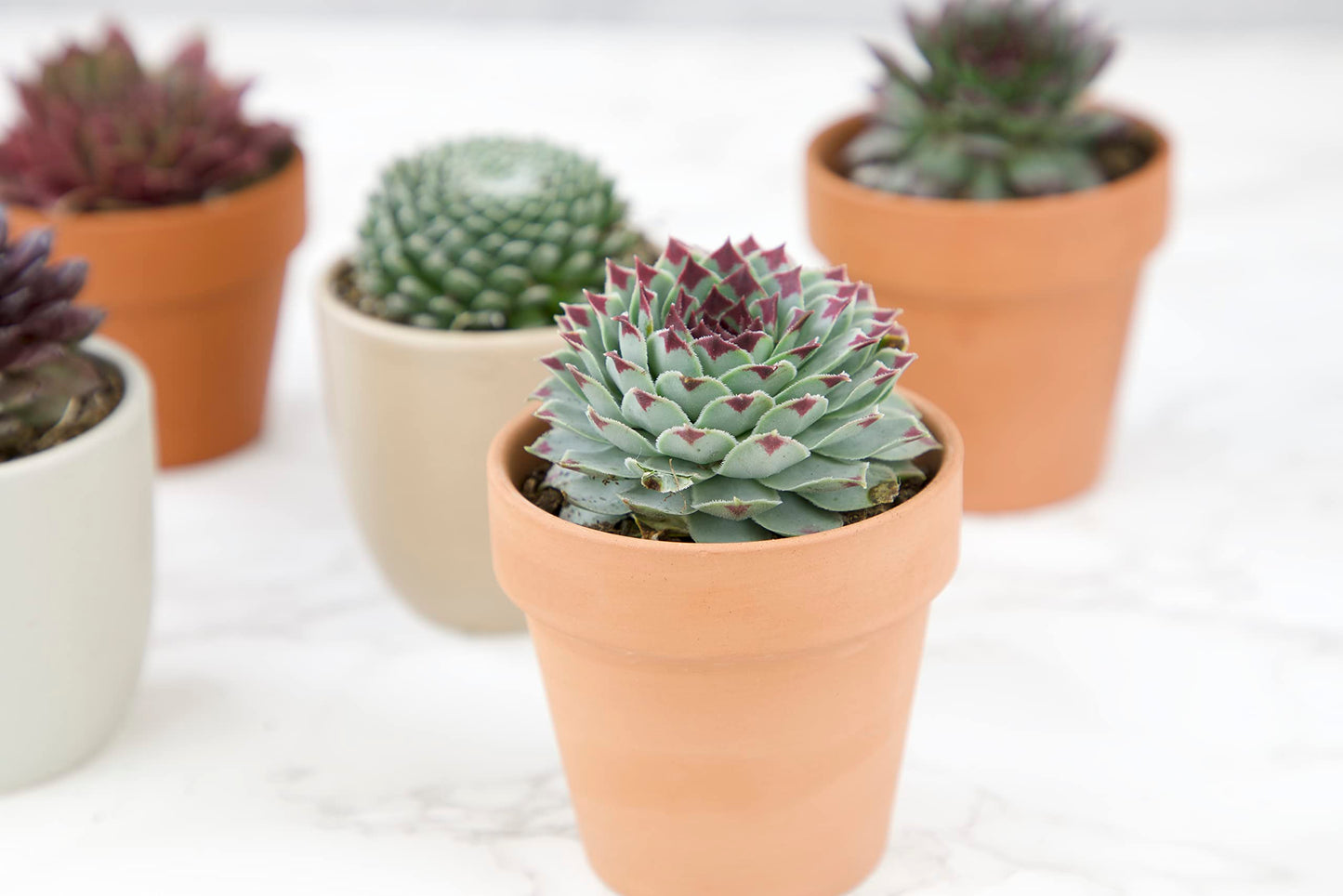 Sempervivum Succulents Plants Succulent Plant Decor (5PK), Live Plants Indoor Plants Live Houseplants, Gardening Gifts for Plant Lovers, Mini Succulent Plants for Delivery Prime by Plants for Pets