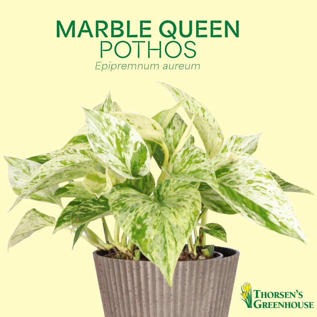 Thorsen's Greenhouse Marble Queen Pothos, Live Indoor Plant, Easy to Grow, Rare Variegated Houseplant, Natural Air Purifier, 4-inch Diameter Pot (White)